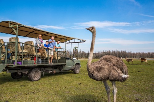 Un verdadero safari en Orlando